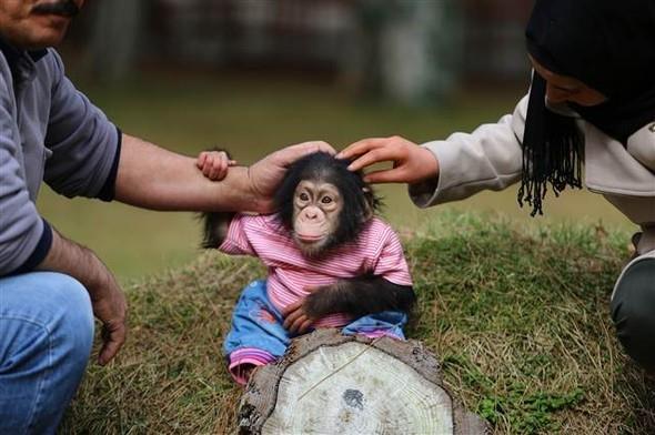 Annesi tarafndan baklmayan empanzeye, bakcs 48 yandaki Aslan ilk gnden itibaren sahip kt. Adeta "anne sevgisiyle" minik empanzeyle ilgilenen Nedim Aslan, kard seslerden Can'n ne istediini anlayarak her trl ihtiyacn da gideriyor.