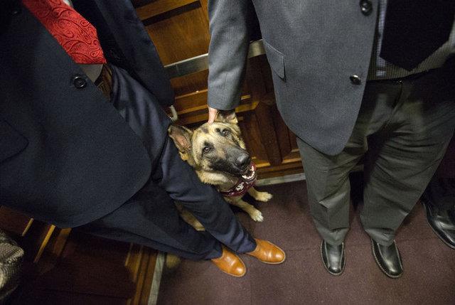 skelet sisteminde kemiklerin iinde korunan yumuak dokulu organlarn d iddetinden darbe almasn engellemek iin en nemlisi duru pozisyonunu doru semek.