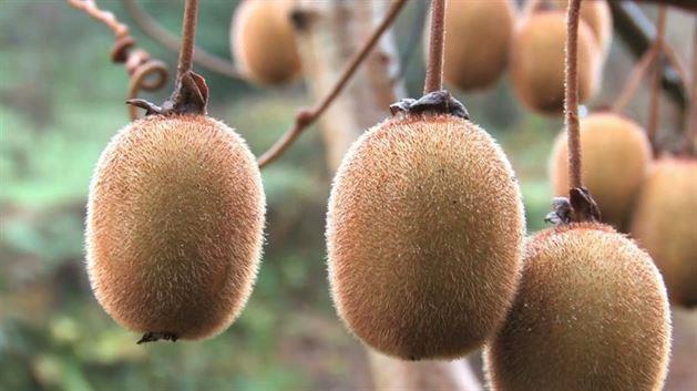 Ordu niversitesi Ziraat Fakltesi Bahe Bitkileri Blm retim yesi Prof. Dr. Turan Karadeniz, vitamin ve mineraller ynnden ok zengin olan kivinin gnlk olarak tketilmesini nerdi.