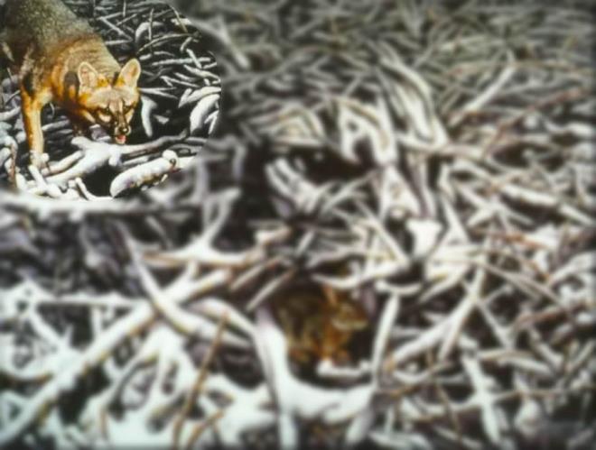 En kolay tilki&#8230; Sol st kedeki tilki resimde ok net bir biimde grlyor. Avna doru ilerleten tilki kendinden emin.