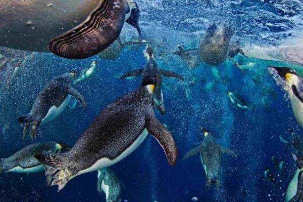 <b>Doa Hikyeler Birincilik dl</b> Paul Nicklen, Kanada, National Geographic dergisi / 18 Kasm 2011, Ross Denizi, Antarktika Yzen imparator penguenler yzeye doru harekete geiyorlar. Oluturduklar kpk bulutlar, yrtc dmanlarnn kafasn kartrmaya da yaryor. mparator penguenlerin vcut ekli ve yetersiz trmanma yetenei kularn kendilerini bir kyya, zellikle buzlu veya kayalk bir kyya, ekmesini gletirmektedir. Ayrca bu esnada eitli yrtc dmanlarnn saldrsna ak hale gelmektedirler. Fakat uma yetisine sahip olmayan imparator penguenler, normal hzlarnn  katna kadar karak kendilerini ky izgisinin gerisine atacak ekilde havalanabilirler. Penguenler bunu tylerinin arasndaki havay ok kk kpkler eklinde salvererek yaparlar. Bu kpklerin bir nevi kayganlatrc grevi grmesiyle hava direncini kesmeleri, kularn normalde ulaamayacaklar bir hza kmalarn mmkn klar.