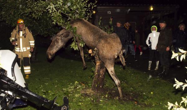 Geen sene de Gteborg ehrinde mayalanm elmalar yedikten sonra sarho olarak aata asll kalan geyii, polisler ve itfaiye kurtarmt.