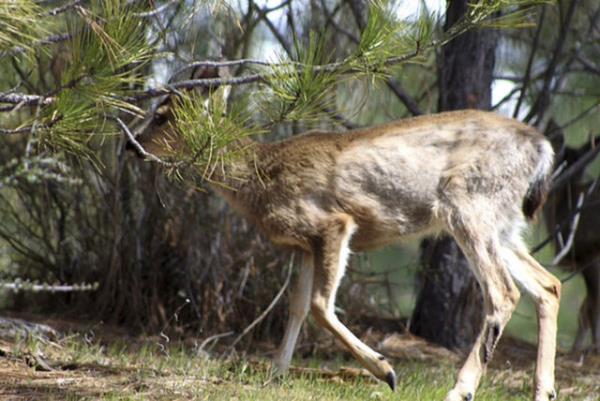 Polislerin gelmesi zerine rken geyikler olay yerinden kaarak gzden kayboldu.