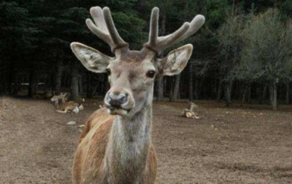 Polisler villa sahibine bundan sonra sarho geyik vakas yaanmamas iin, yere den elmalarn mayalanmadan hemen toplanmasn tavsiye etti.