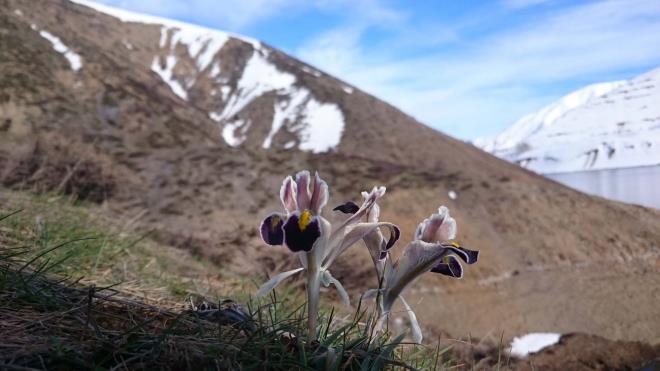 <div>Navrez trksnn eitli syleni biimleri mevcuttur. Bir rnek</div>  <div></div>  <div>Keld baar nur sap,</div>  <div>Navrez kokuy mor ap,</div>  <div>Eerdi ller, dalar,</div>  <div>Azan navrezim mubarek.</div>  <div></div>  <div>Navrez keld, korunuz,</div>  <div>Navrez akkn beriniz.</div>  <div>Cennet olsun cernz,</div>  <div>Azan navrezm mubarek.</div>  <div></div>  <div>Keld baar, turunz,</div>  <div>Bu navreze baknz.</div>  <div>Koterilsin banz,</div>  <div>Azan navrezm mubarek.</div>  <div></div>  <div>Uyun art baga,</div>  <div>Aktar-toktar boka.</div>  <div>Balalarga be (ymrta) aka,</div>  <div>Azan navrezm mubarek.</div>  <div></div>  <div>kt olge batr Ali,</div>  <div>Zilfi kara dldli.</div>  <div>Ol tanrnn arslan,</div>  <div>Azan navrezm mubarek.<br>    <br>    Yararlanlan Kaynak:<em style="padding: 0px; margin: 0px; outline: none; list-style: none; border: 0px none; box-sizing: border-box; color: rgb(51, 51, 51); font-family: Roboto; font-size: 13px; text-align: center;">Gzone Dergi</em></div>