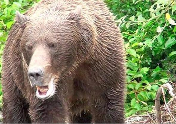 Boz aylar kaan hayvanlara saldrmay tercih ediyor. Bu onlarn igdsel avlanma drtlerini tetikleyen bir durum. Kamak yerine yksek bir aaca trmanmak daha mantkl. Ama kahverengi aylar trmanma konusunda ok usta olmasalar da siyah aylar bunda iddial. Bu yzden aylarla karlaan insanlarn yavaa geri geri yryerek uzaklamalar tavsiye ediliyor.