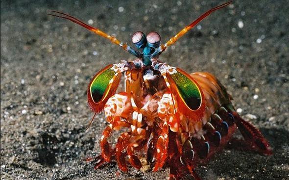 Onlar,bizim alglayamadmz renkleri de grebiliyor.Mantis karidesi adl trse 12 tip koni hcresine ramen,bilimsel aratrmalardan grdnz kadaryla; alglad renkleri birbirinden ayrt etmek konusunda pek de iyi saylmaz.