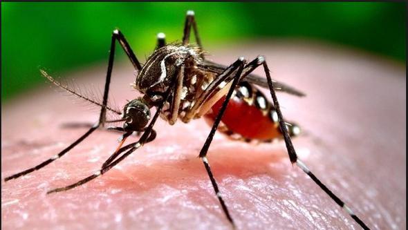 Sivrisineklerin byk bir blm gn batmndan sonra avlanmaya balar. Yaz aylarnda gndz saatlerinde oluan kuru scaklar onlar kolayca ldrebildii iin bu durumdan korunmak adna saklanmay tercih ediyorlar.