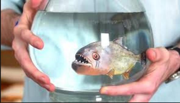 Piranalar konu alan filmlerin yanl aktarmlar nedeniyle hepimiz onlardan ok korkuyoruz. Zaten keskin dileri yznden yle korkun grnyorlar ki onlar sevimli bulan bir insan rastlamak neredeyse mmkn deil. Gney Amerika'daki akarsularda yaayan bu balk tr kendi iinde de snflara ayrlyor. rnein etobur olmayanlar bile var. Ama farkl snflardan olan piranalar ayrt etmek pek kolay deil. Bu yzden konuyla ilgilenen uzmanlar da zorlanyorlar. Dolaysyla bir pirana grdnzde etobur olup olmadn anlayamazsnz.