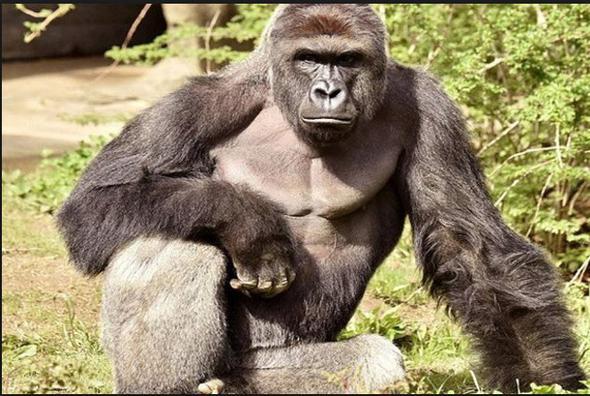 Aslnda baz hayvanlar ayn bizler gibi yalandka beyaz salara sahip olmaya balyor. rnein goril trleri arasnda kafasn kaplayan tylerin tamamen beyazlayabildii alfa erkekler mevcut.