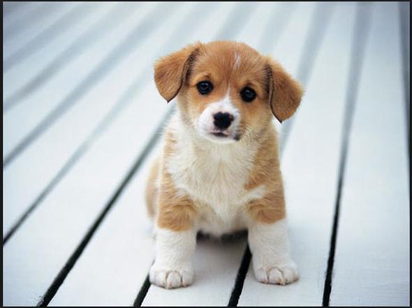 Grdkleri bu iki renk hangisiyse tm dnyay ikisinin karmyla ortaya kan farkl tonlarla alglyorlar. rnein kpekler renkleri byle gryor. nsanlar ve dier pritmalarda ounlukla  tip koni hcresi bulunur. Ama baz aratrmalarda ten fazla koni hcresi eidine sahip insanlar olduu da raporland.