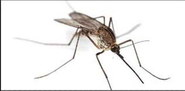 Genelde ilk bulduklar karanlk ve nemli ortamda dinlenmeye ekilip,akamki avlar iin hazrlk yaparlar.