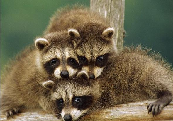 Renkleri grmemizi gzdeki koni hcrelerine borluyuz. Trlerin koni hcre says birbirinden farkl. Tek tip koni hcreleri olanlar da var,16 farkl eide sahip olanlar da. Koni hcrelerinin eidi ne kadar fazlaysa,o kadar ok rengi ayrt edebilir oluyoruz. Rakunlar tek tip koni hcresine sahip.