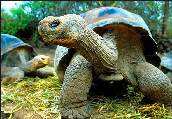 K uykusu,souk iklimde yaayan trlerin k aylarnda gerekletirdii bir aktivite. Scak lkelerde yaayan trler de benzer bir eyi,yazn ar scak geen blmnde yapyor.