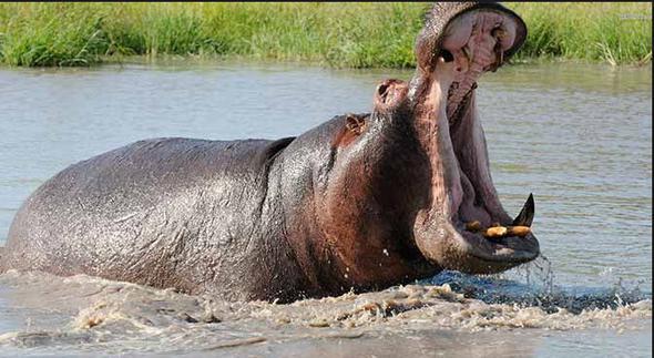 Bu soruyu zehirli ylan ve bcekleri bir tarafa brakp Afrika'ya zg byk memelilere odaklanarak cevaplayacaksak su aygrlarnn insanlar iin en tehlikelisi olduunu syleyebiliriz. Byk memeliler tarafndan ldrlen insanlarn saysna bakldnda en yksek lm oranlarnn su aygrlarnn saldrsnda ortaya kt grld.stelik et yemeyi seven bir tr bile deil. Son derece byk olup huysuzluklaryla tannan su aygrlar hem karada hem de denizde ok hzllar.