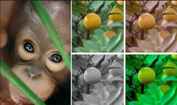 Hayvanlar da renkleri grebiliyor mu?