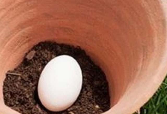 Profesyoneller tarafndan uygulanan bu yntem daha sonra bahesinde sebze, meyve ve iek yetitiren insanlar tarafndan da uygulanmaya baland. Ve ok iyi sonular alnd syleniyor. Profesyoneller bunu muz kabuklar ile de deniyorlar. Dilerseniz sizde ayn yntemle deneyebilirsiniz.