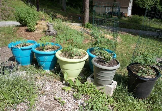 Gelelim bu ilemin nasl yapldna&#8230; lk olarak bitkinizi ekeceiniz topra semelisiniz. Daha sonra i yumurtanz topraa koyup zerine toprak serpin.