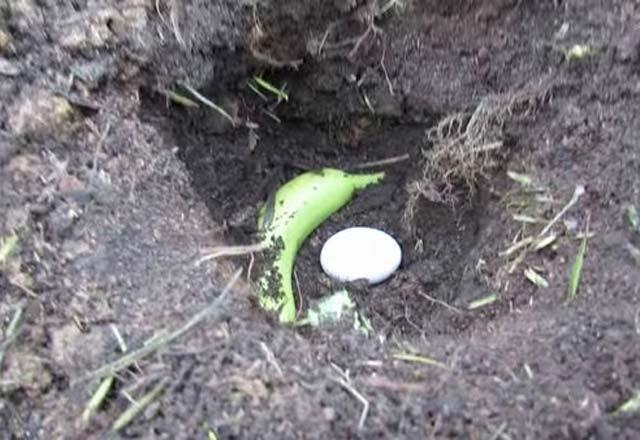 Bahesinde veya sakssnda meyve sebze ve iek yetitirenler bitkilerin verimini arttrmann zorluunu bilirler. Genellikle bitkilerin verimini arttrmak iin eitli zirai ilalar ve trl kimyasallar kullanlr. Ancak bir yumurta ile artk yetitirdiiniz sebze ve meyvelerden kat kat verim alacaksnz.    stelik tek yapmanz gereken bitkileri ekerken kullanacanz topraklara i yumurta ekmek.