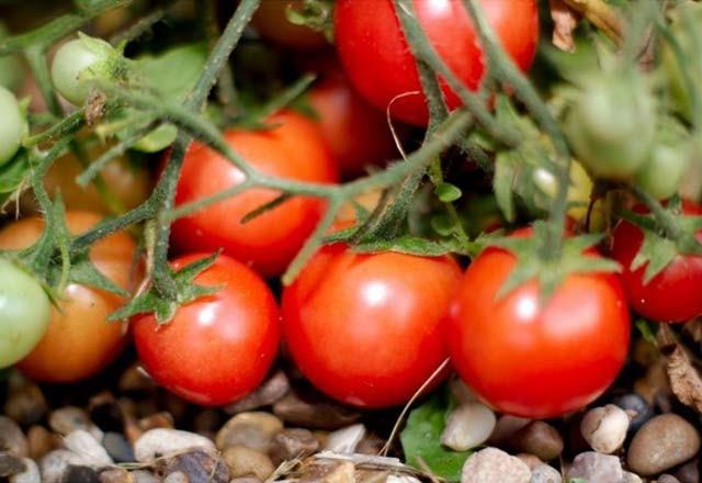 Yumurtanz rmeye baladka topranz mineral deposu olacaktr. Bu ilemi bozulmu yumurtalardan yapmak daha iyi sonu verecektir.