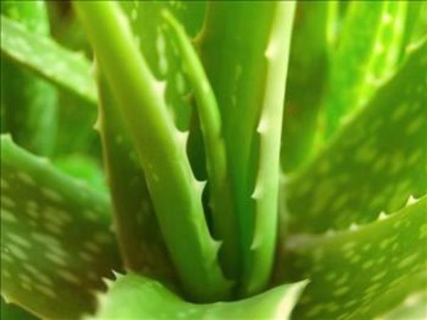 Aloe veranın, hücre, hayvan ve insan çalışmalarında bağışıklık sistemini düzenleyici etkilerinin bulunması nedeniyle cilt kanserlerinden korunmada yararlı olabileceği düşünülüyor.