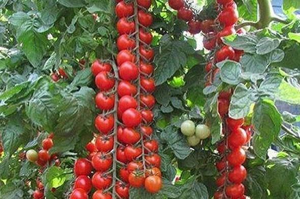 nl ynetmenin Kyceiz&#8217;deki iftlii satn almasnn temel nedeninin de bu beslenme hassasiyeti olduu renildi.