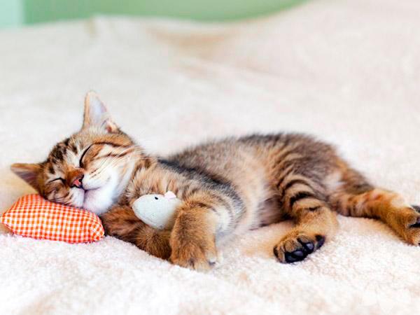 9- Hayvanlar da rya grr <br>    Pek ok farkl hayvan zerinde yaplan aratrmalara gre hayvanlar da uyurken rya grdklerinde insanlarla ayn beyin dalgalarna sahip oluyor. Arada bir kpekleri uyurken izleyin.  Rya grdklerinde patilerini koar gibi hareket ettiriyor ve bir eyleri takip ederken mrldanyorlar.