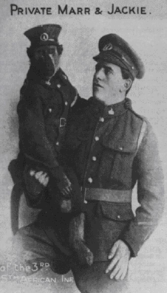 Bir maymun I. Dnya Sava'nda cesurca savat<br />   Gney Afrika maymunu Jackie, I. Dnya Sava'ndan ksa sre nce Albert Marr tarafndan bulundu. Sava baladnda Albert orduya girdi ve yanna Jackie'yi de ald. Jackie yalnzca askerleri elendirmekle kalmad; ayn zamanda dman yaklatnda askerleri uyard. Hizmetinin sonunda, cesareti yznden bir madalya ald. Sava bittiinde Jackie terhis edildi ve 1921 ylna kadar sahibiyle birlikte yaad.
