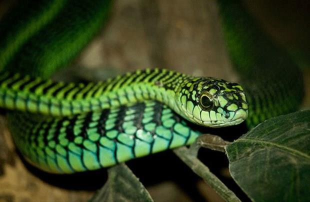 Boomslang ylan    <br>Boomslang, Felemenke dilince aa ylan anlamna gelir.