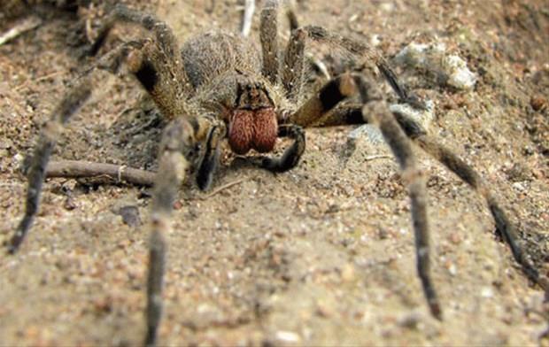 Brezilya gezgin rmcei<br>    rmceklerin en zehirlisi olan bu canlnn zehri erkeklerde istenmeyen arl bir ereksiyona sebebiyet verir.