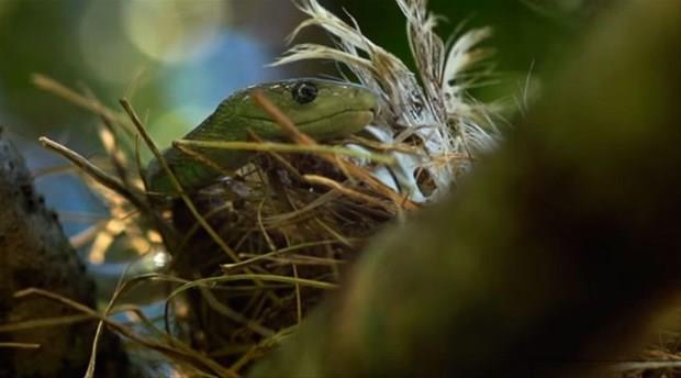 Dnyann ikinci en uzun zehirli ylan olan kara mambann tek sr bile 100 civar insan ldrmeye yetebilir!