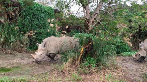 Bu nedenle nesli tkenmek zere olan canllar arasndadr.
