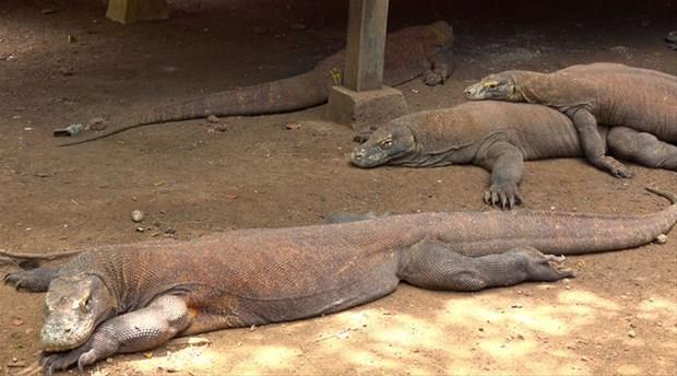 yi bir yzc olan bu canllarn salyasnda tehlikeli bakteriler bulunur. Bu yarata dokunmak bile lmeye yetecek bakteri bulamasna sebep olur.