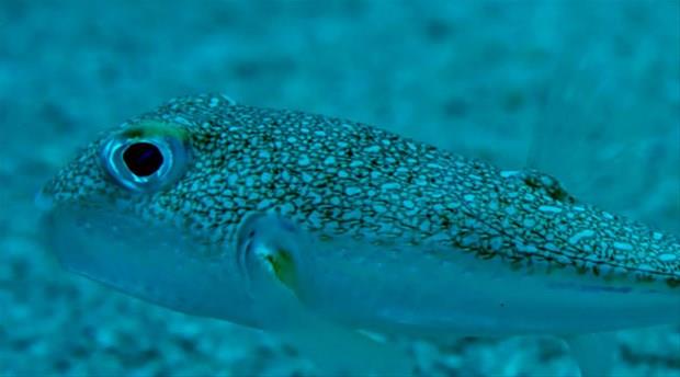 Birok acemi balk, balon bal yznden hayatn kaybeder.