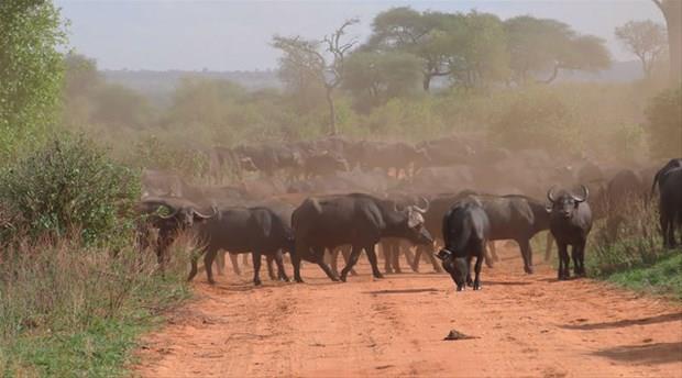 Bu nedenle en tehlikeli hayvanlar arasnda yer almaktadr.