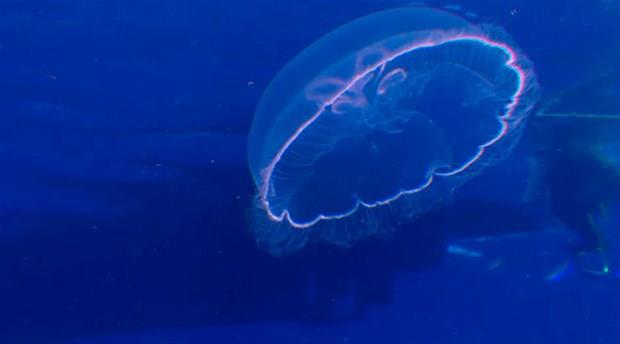 Kutu denizanas, bir insan 90 dakika gibi bir srede ldrebilir.