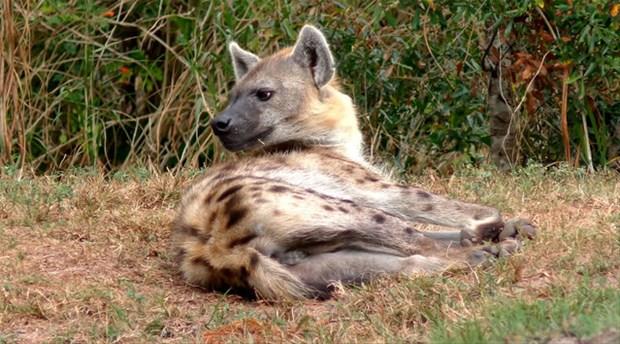 Srtlan<br>    D grn kpee benzeyen ancak kedi ailesinden gelen srtlann Trkiye'deki tek alt grubu izgili srtlandr.