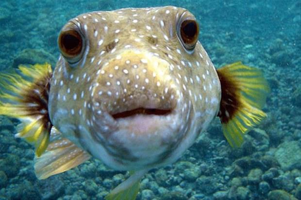 Kurbaa bal<br>    Halk dilinde balon bal olarak da bilinen bu trn eti bir hayli zehirli...