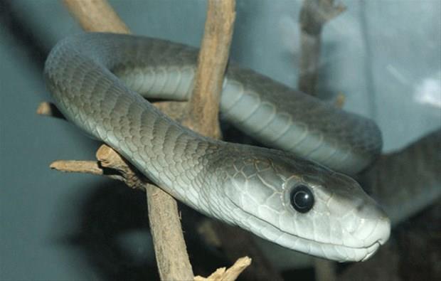 Kara mamba  <br>  Son derece saldrgan ve zehirli bir ylan trdr.