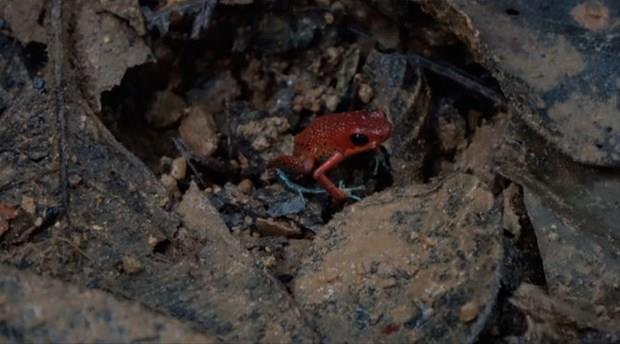 Boyu sadece 2.5 santimetre olmasna ramen bu canllar en etkili zehirden bile 250 kat gldr.