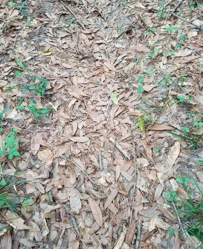 1. Her ey bu fotorafn twitterda paylalmasyla balad. Fotoraftaki ylan bulamayan insanlar ldrdka ldrd.