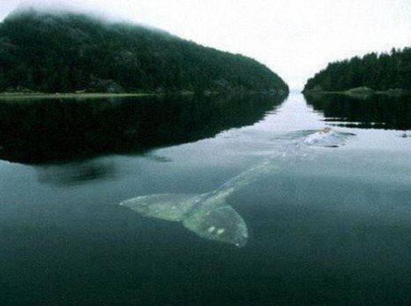 Dnyann en yalnz balinas    2004 ylnda New York Times'ta yaynlanan bir makalede dnyann en yalnz balinasna ahit olduk.