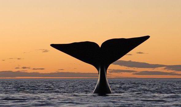 O ne kadar lk atarsa atsn, farkl frekansta ses kardndan hibir balina onu anlayamadndan okyanusun ortasnda hep yalnz kalmak durumunda.