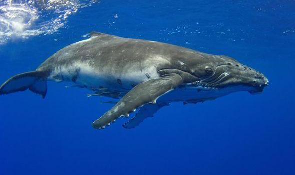 Ancak ses frekansndaki bu farkllk bilim adamlarnn onu daha rahat takip edebilmesini salyor. Buna ramen bilim adamlar bugne dek balinann neden bylesine bir farkl ses kardn aklayabilmi deil.