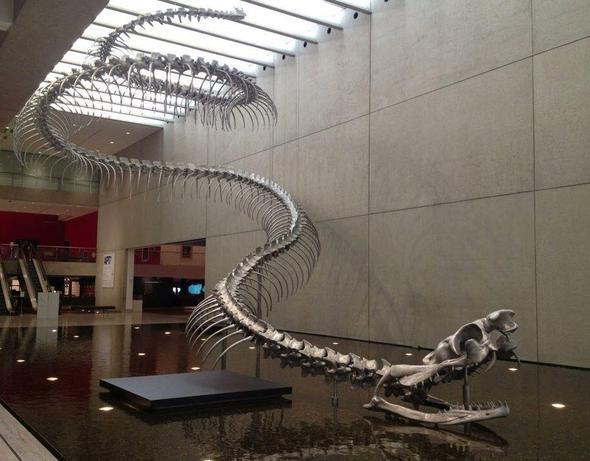 Soyu tkenen ve 58 ila 60 milyon yl nce yaad sanlan Titanoboa isimli dev ylan grenleri akna eviriyor.