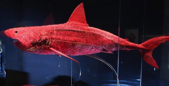 Bir kpek balnn damar sistemi...