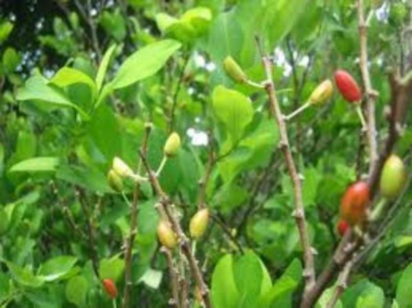 Btn bu srra ramen kolann iinde coca bitkisinden bir katk olduu biliniyor...(Kokaininde yapld bir bitki)