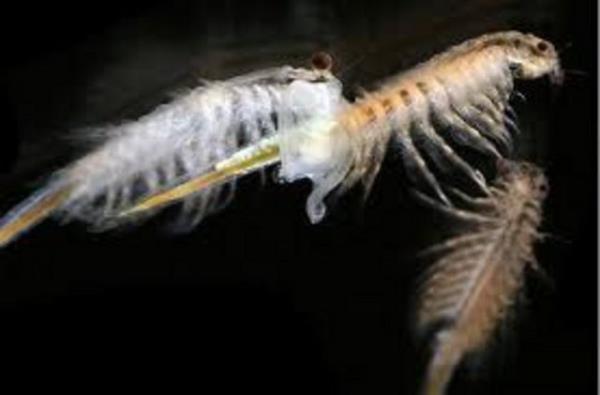 <p><b>Nasl sr olarak saklanabiliyor?</b></p>    irket ve bulular ne kadar ok ilerlese de Braunhut formln karsndan baka kimseye sylemedi...