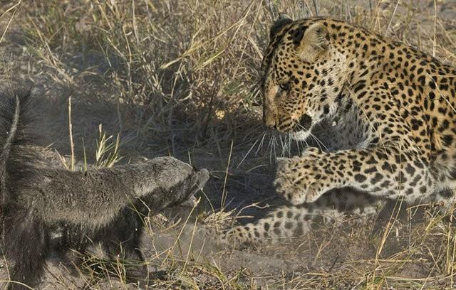 Ormann vahi hayvanlarndan olan leopar, n olarak kendine bir bal porsuu seti. Ancak olduka yanl bir seim yapt. Leoparn bana yle eyler geldi ki bu grntlere belgesellerde dahi rastlayamazsnz. Leoparla bal porsuu karlarsa ne olur? te cevab...