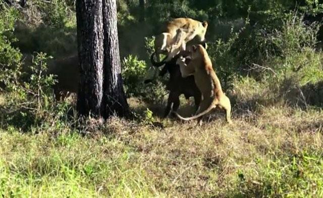 Saatler sren bu lm kalm savanda baka bir bufalonun yardma gelmesiyle aslanlar geri ekildi.